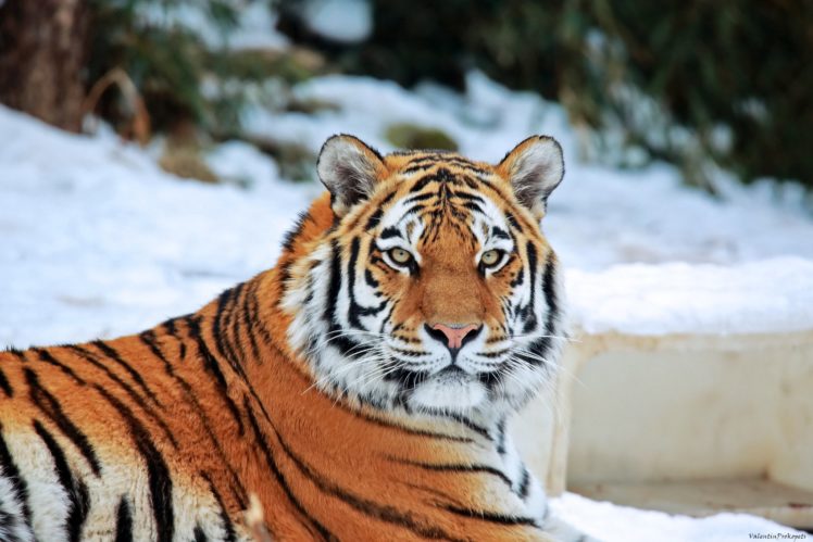 tiger, Animals, Wallpapers HD Wallpaper Desktop Background