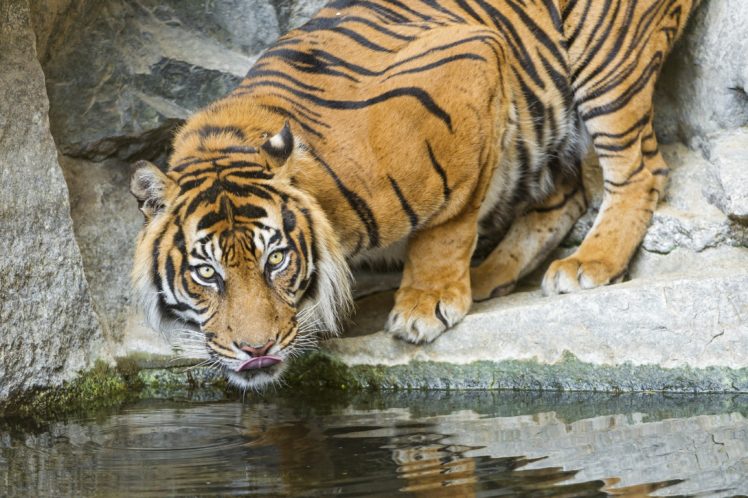 tiger, Animal HD Wallpaper Desktop Background