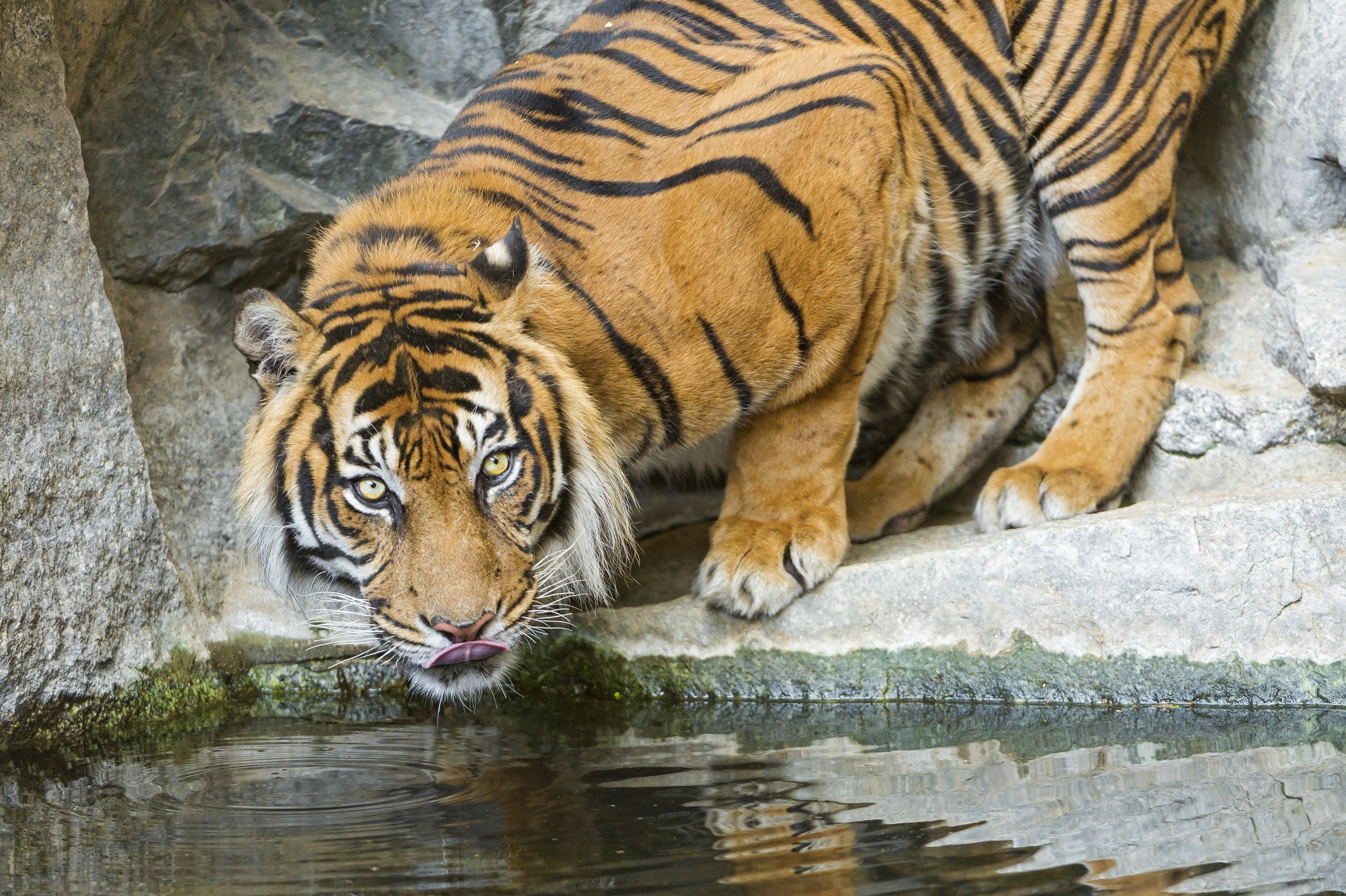 tiger, Animal Wallpaper