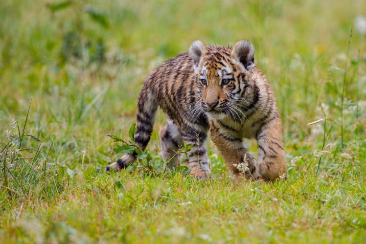 tiger, Cubs, Grass, Animals HD Wallpaper Desktop Background