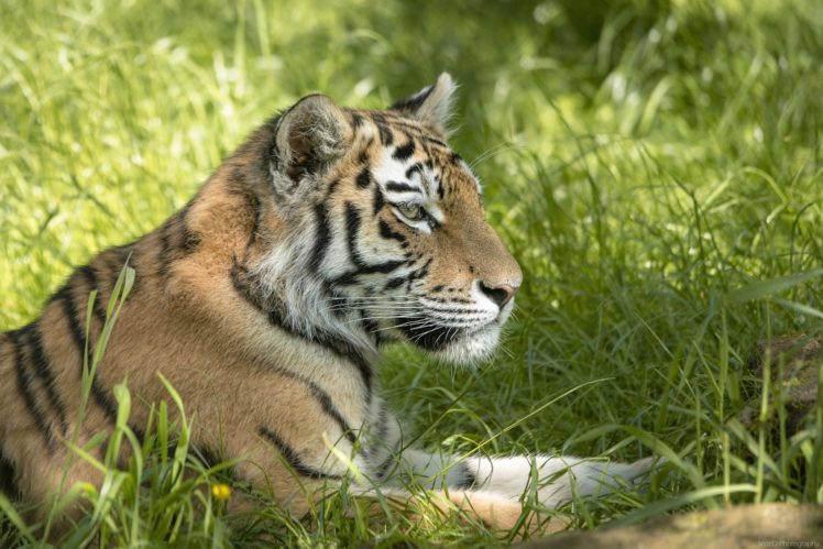 tiger, Grass, Animals HD Wallpaper Desktop Background