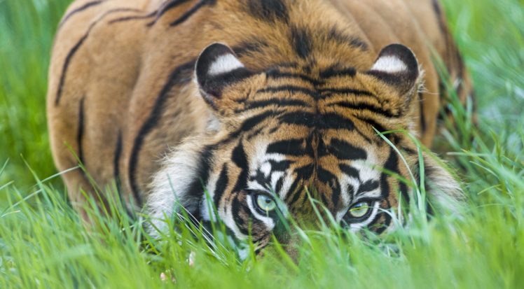tiger, Glance, Grass, Animals HD Wallpaper Desktop Background