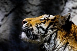 tiger, Head, Animals