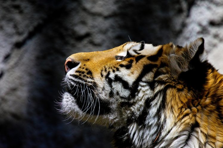 tiger, Head, Animals HD Wallpaper Desktop Background