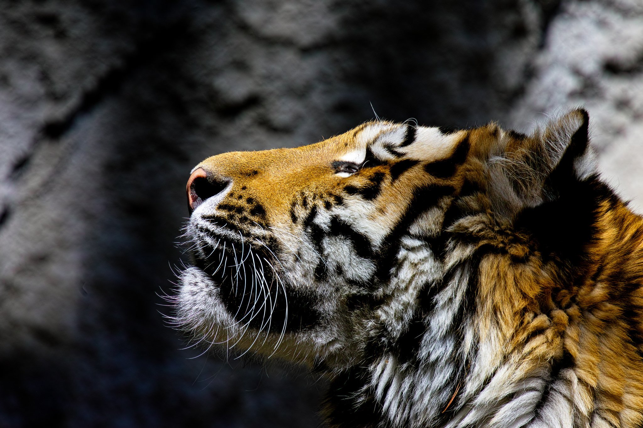 tiger, Head, Animals Wallpaper