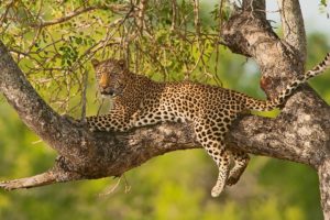 leopard, Branches, Animal
