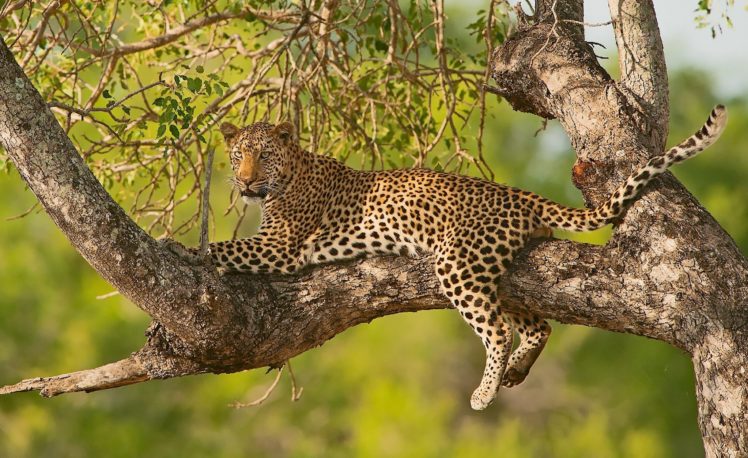 leopard, Branches, Animal HD Wallpaper Desktop Background