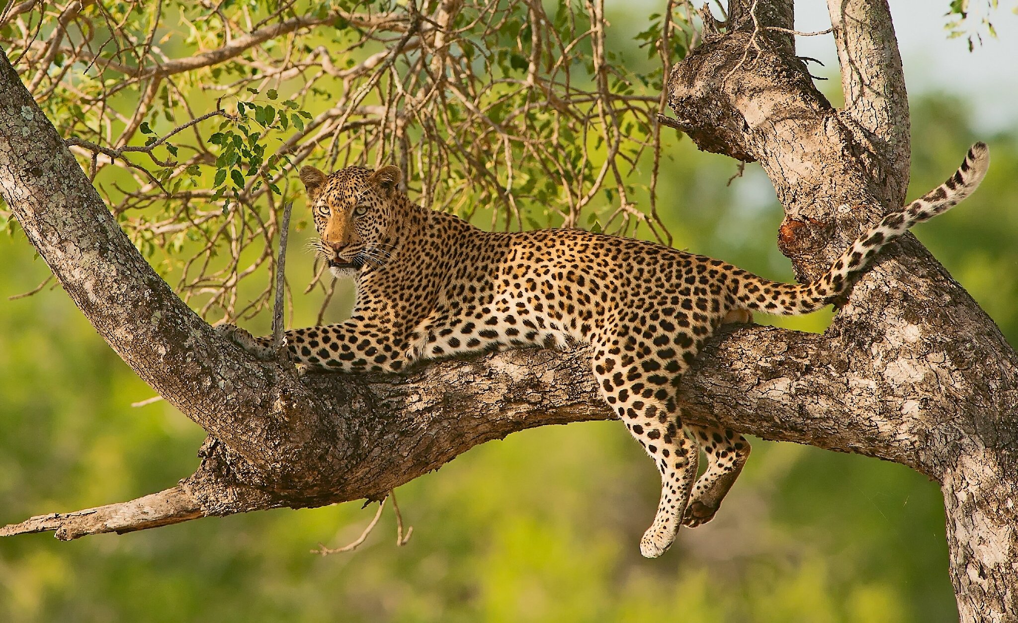 leopard, Branches, Animal Wallpaper