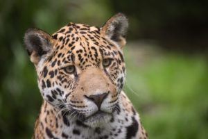 jaguar, Glance, Snout, Animals