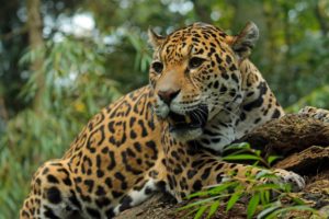 jaguar, Animals, Wallpapers