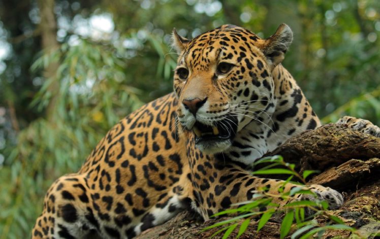 jaguar, Animals, Wallpapers HD Wallpaper Desktop Background