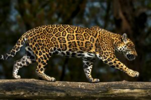 leopard, Side, Animals