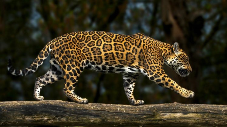 leopard, Side, Animals HD Wallpaper Desktop Background
