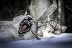lynx, Two, Snow, Sleep, Animals