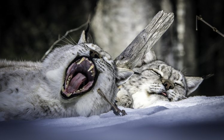 lynx, Two, Snow, Sleep, Animals HD Wallpaper Desktop Background