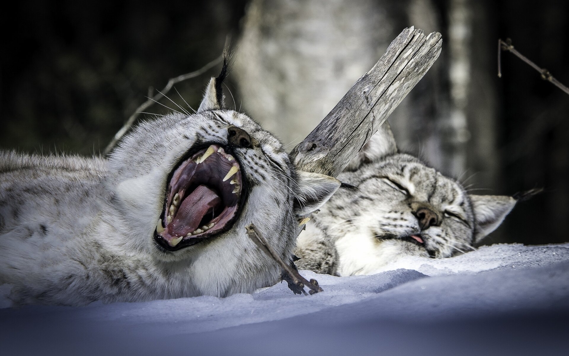 lynx, Two, Snow, Sleep, Animals Wallpaper