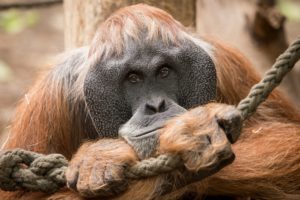 monkey, Closeup, Orangutan, Animals