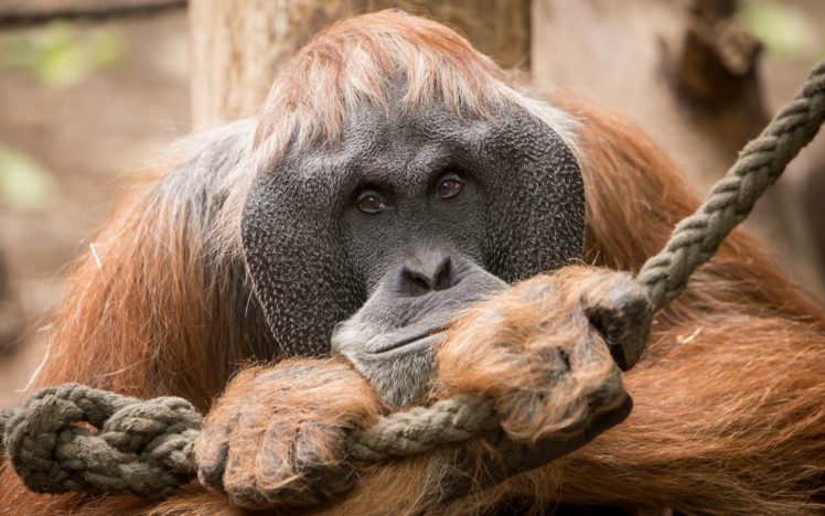 monkey, Closeup, Orangutan, Animals HD Wallpaper Desktop Background