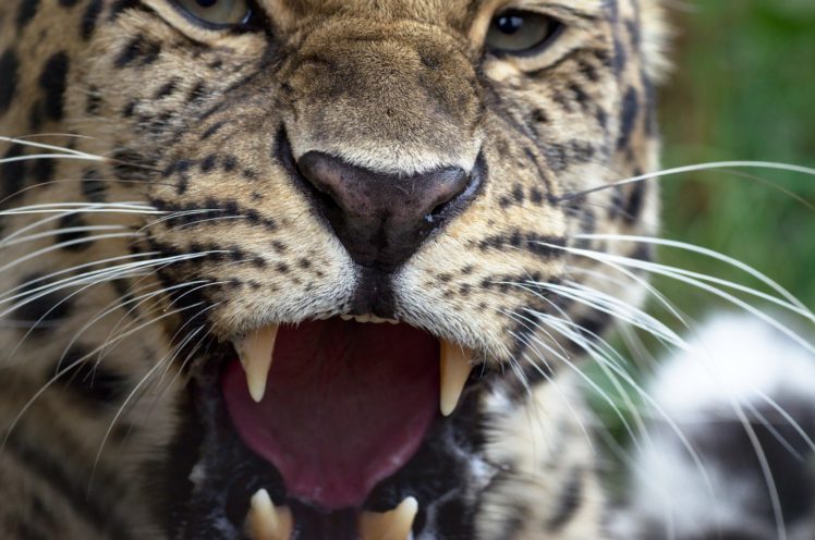 sea, Leopards, Teeth, Whiskers, Glance, Roar, Animals HD Wallpaper Desktop Background