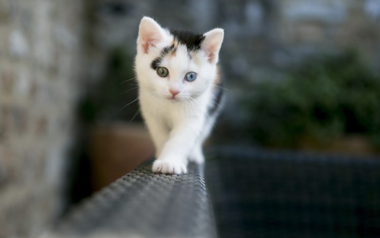 beauty, Cute, Amazing, Animal, Amazing, White, Cat, With, Dual, Color, Eye HD Wallpaper Desktop Background