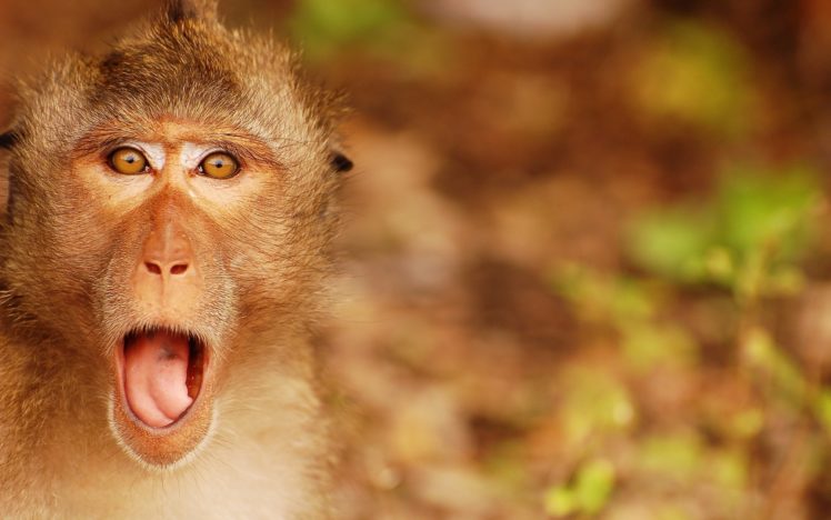 beauty, Cute, Amazing, Animal, Angry, Monkey HD Wallpaper Desktop Background