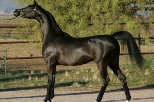 beauty, Cute, Amazing, Animal, Beautiful, Black, Friesian, Horse, In, Netherlands