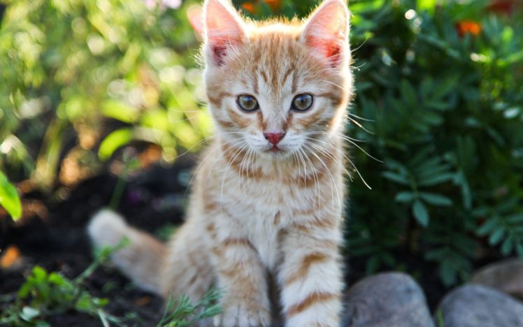 beauty, Cute, Amazing, Animal, Cat, In, Garden HD Wallpaper Desktop Background