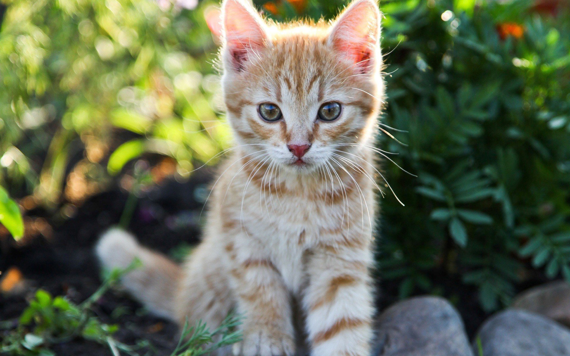 beauty, Cute, Amazing, Animal, Cat, In, Garden Wallpaper