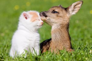 beauty, Cute, Amazing, Animal, Deer, Child, And, Cat, In, Farm