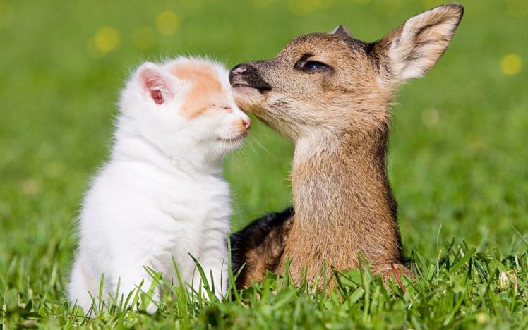 beauty, Cute, Amazing, Animal, Deer, Child, And, Cat, In, Farm HD Wallpaper Desktop Background