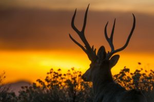 beauty, Cute, Amazing, Animal, Deer, During, Sunset