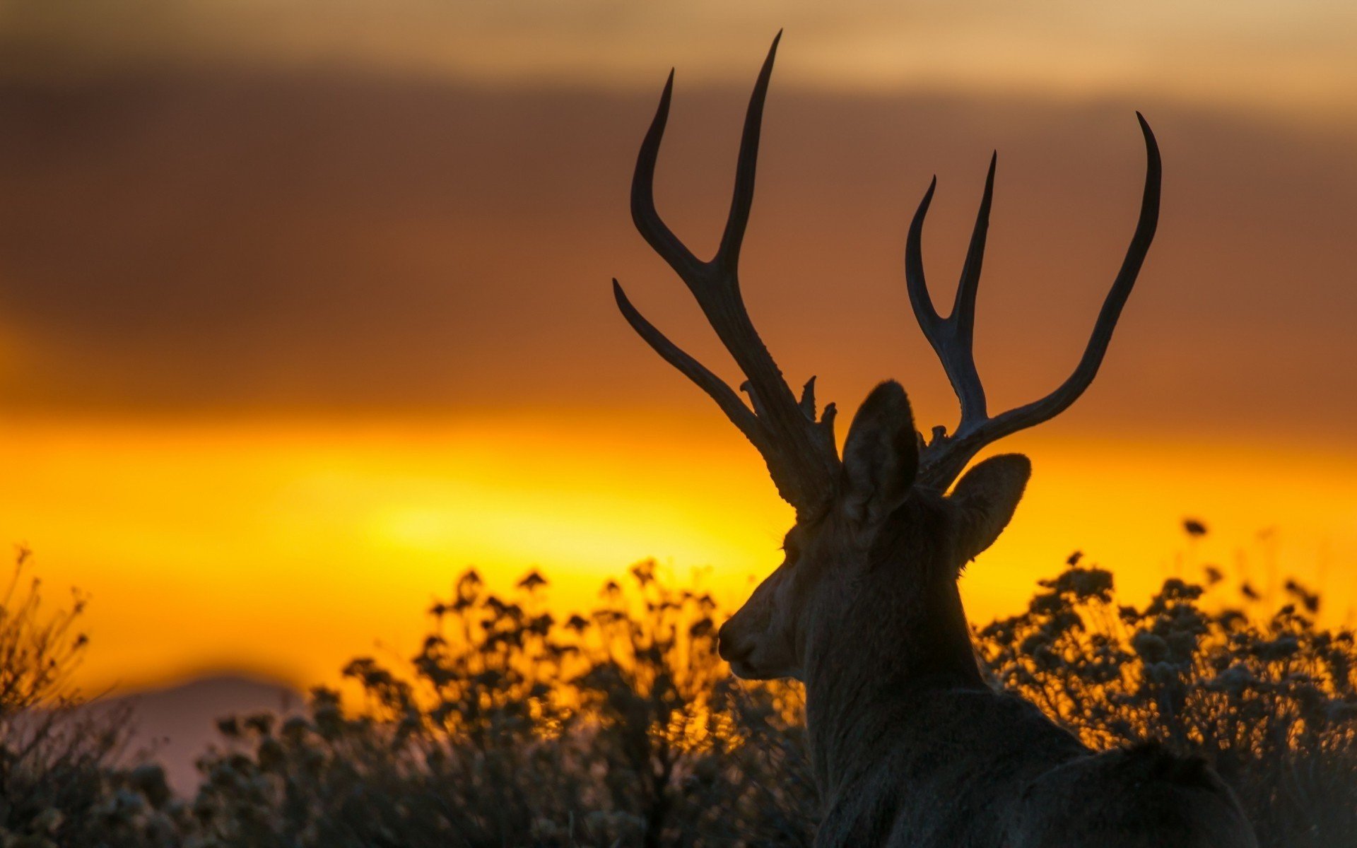 beauty, Cute, Amazing, Animal, Deer, During, Sunset Wallpaper
