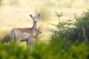 beauty, Cute, Amazing, Animal, Deer, Mother, And, Child, Standing, Together