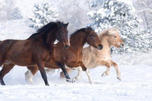 beauty, Cute, Amazing, Animal, Horse, In, Snowy, Weather