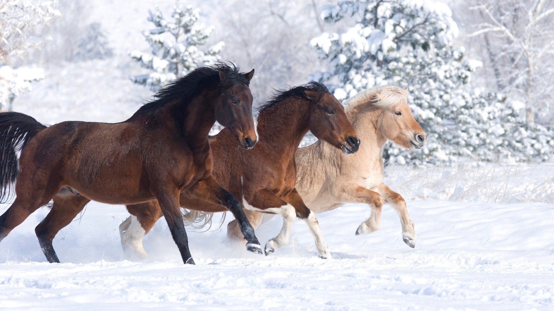 beauty, Cute, Amazing, Animal, Horse, In, Snowy, Weather Wallpaper