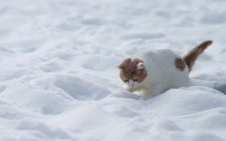 beauty, Cute, Amazing, Animal, Kitten, In, Snowy, Weather, Animal HD Wallpaper Desktop Background