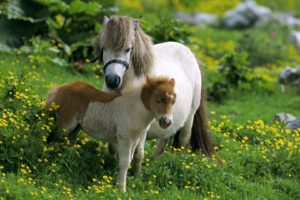 beauty, Cute, Amazing, Animal, Shetland, Pony, Horse, In, Farm