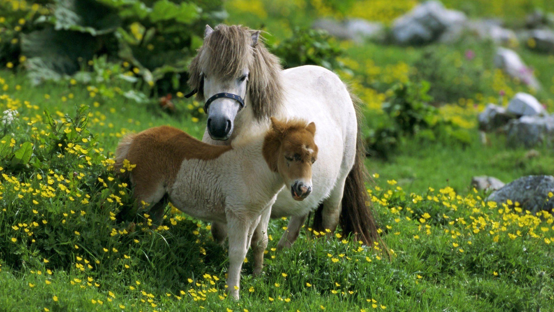 beauty, Cute, Amazing, Animal, Shetland, Pony, Horse, In, Farm Wallpaper