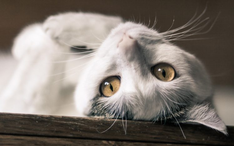beauty, Cute, Amazing, Animal, White, Cat HD Wallpaper Desktop Background