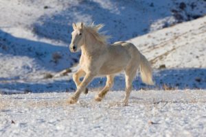 beauty, Cute, Amazing, Animal, White, Horse, Running