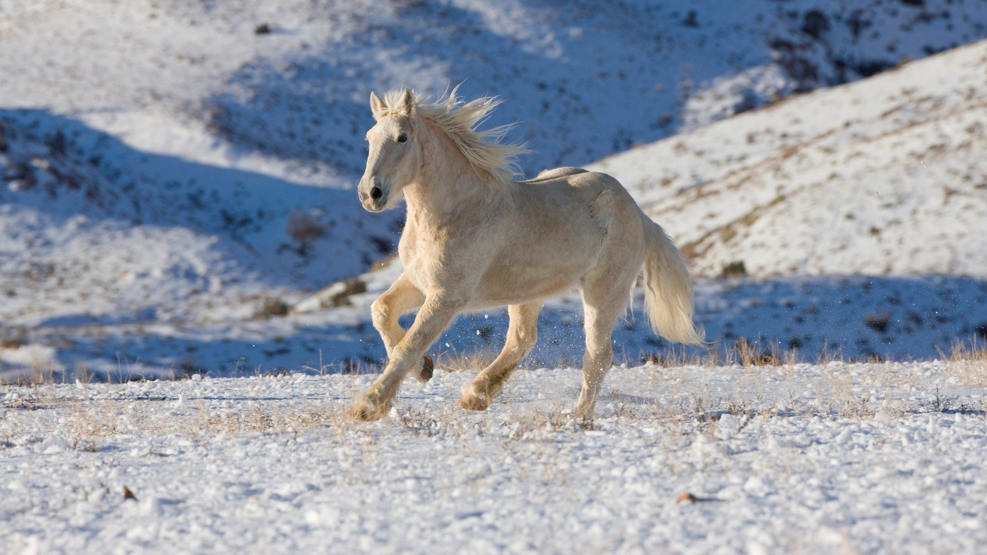 beauty, Cute, Amazing, Animal, White, Horse, Running Wallpapers HD /  Desktop and Mobile Backgrounds