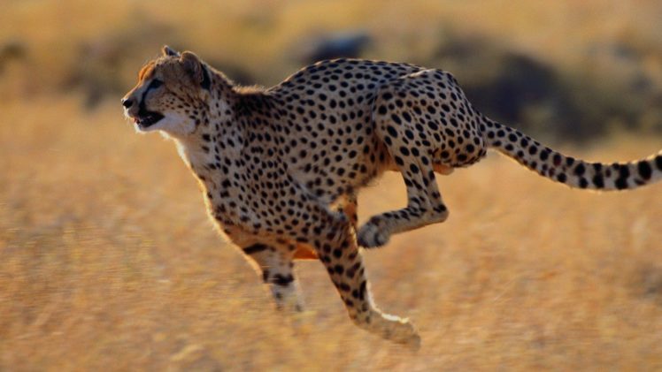 beauty, Cute, Amazing, Animal, Wild, Animal, Cheetah, Running, In, Jungle HD Wallpaper Desktop Background