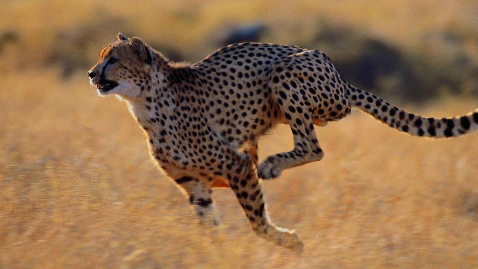 beauty, Cute, Amazing, Animal, Wild, Animal, Cheetah, Running, In, Jungle  Wallpapers HD / Desktop and Mobile Backgrounds