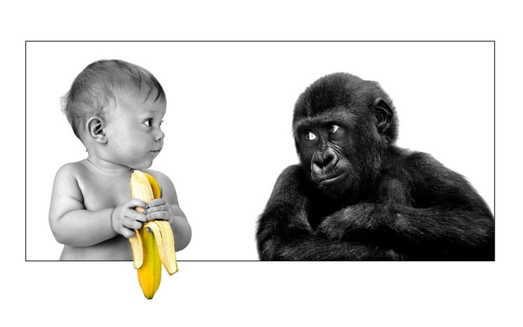 baby, Funny, Bananas, Monkeys Wallpapers HD / Desktop and Mobile Backgrounds
