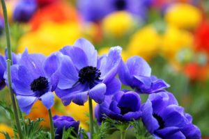 flores, Azules, Jardin, Naturaleza