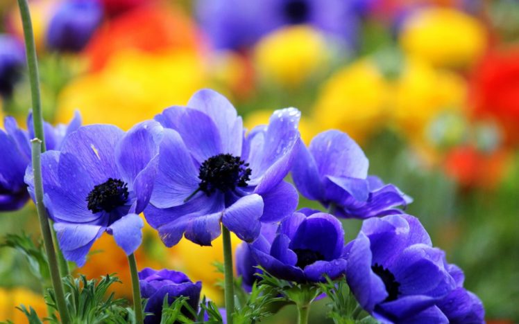 flores, Azules, Jardin, Naturaleza HD Wallpaper Desktop Background