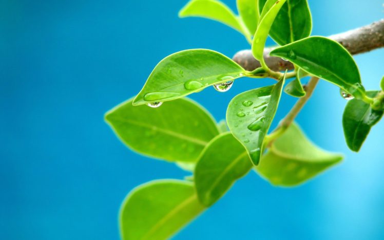 hojas, Verde, Arbol, Naturaleza, Cielo HD Wallpaper Desktop Background