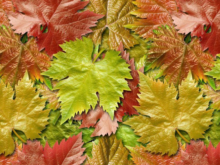 hojas, Caidas, Naturaleza, Verdes, Rojas HD Wallpaper Desktop Background