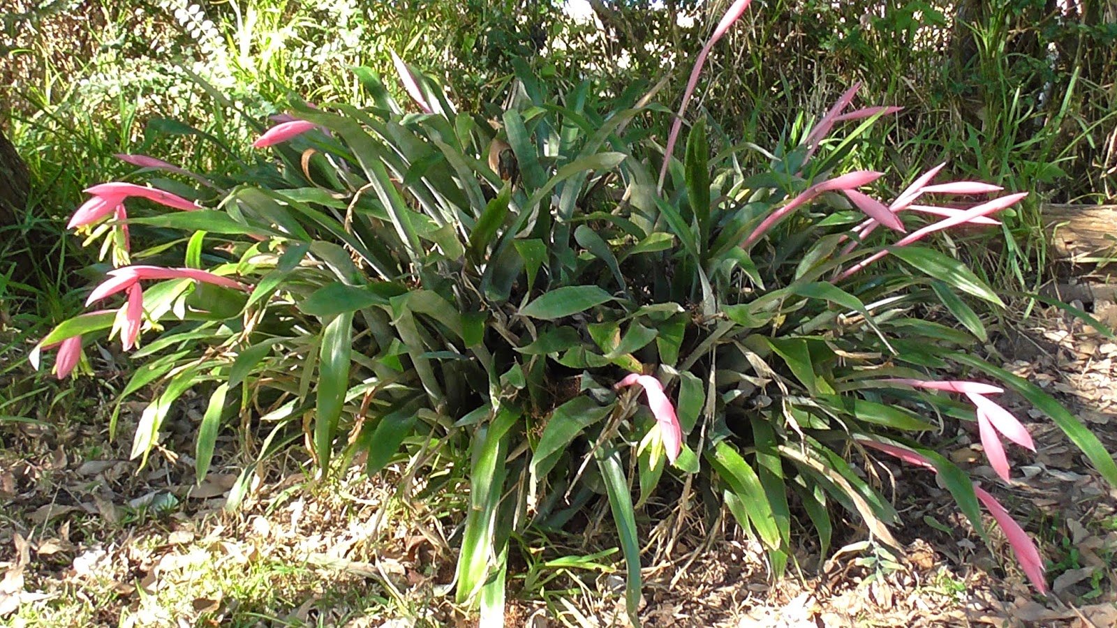 albusto, Planta, Flores, Naturaleza Wallpaper