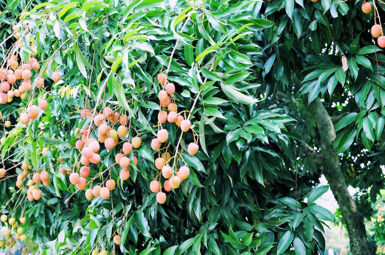 planta, Frutas, Naturaleza Wallpaper